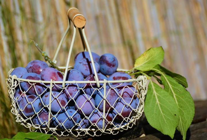 fruit basket article